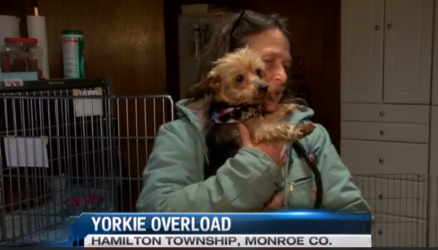 yorkie overload in local shelter
