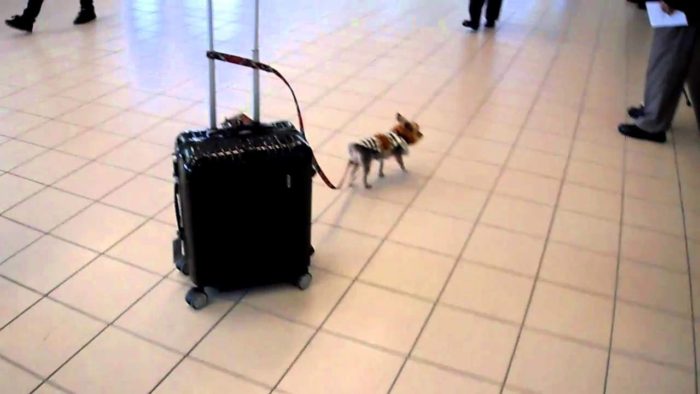 A Tiny Yorkie Pulling a Suitcase at the Airport