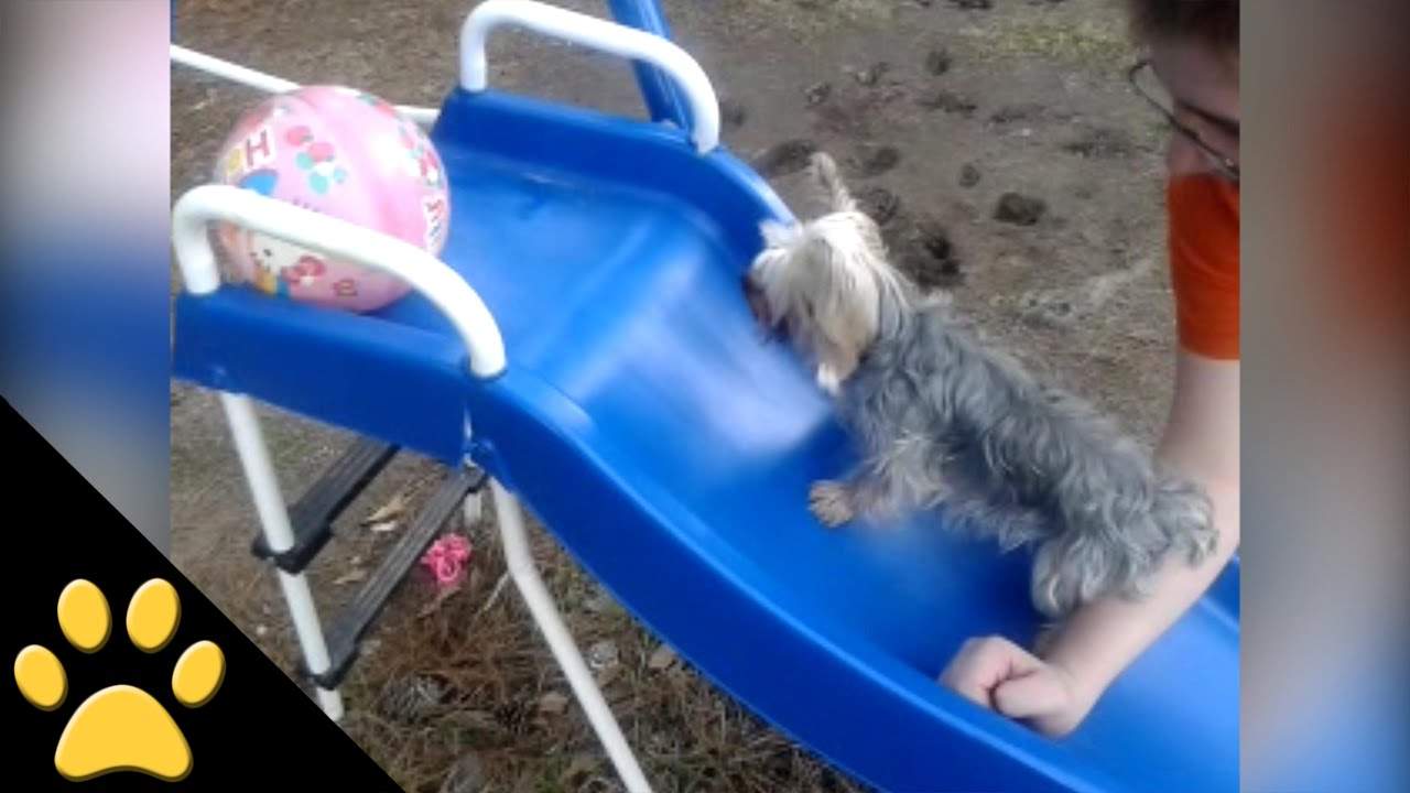 Tiny Yorkshire Terrier Thinks He CAN Climb Up a Slide