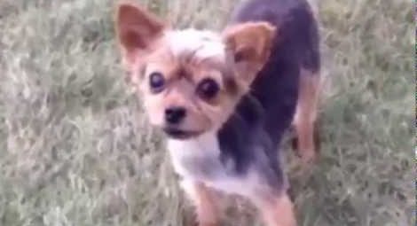 It Ain’t Easy To Rap But This Little Yorkie Sure Does It Well!