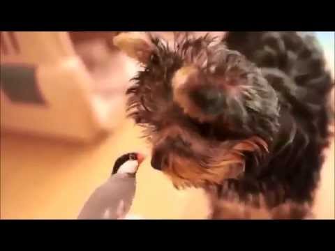 Yorkie and Bird Are the Best of Friends!