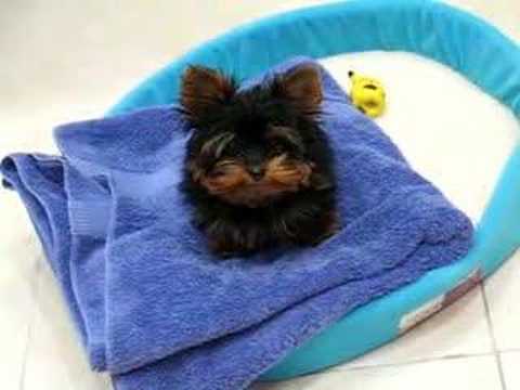 You Can’t Resist Picking Up This Yorkie Puppy!
