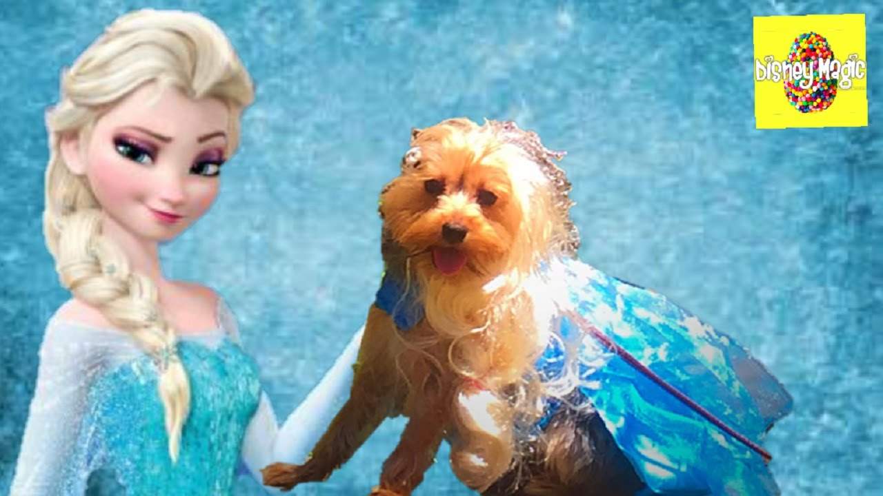 The Glamorous Life of Yorkie as Elsa in “Frozen”