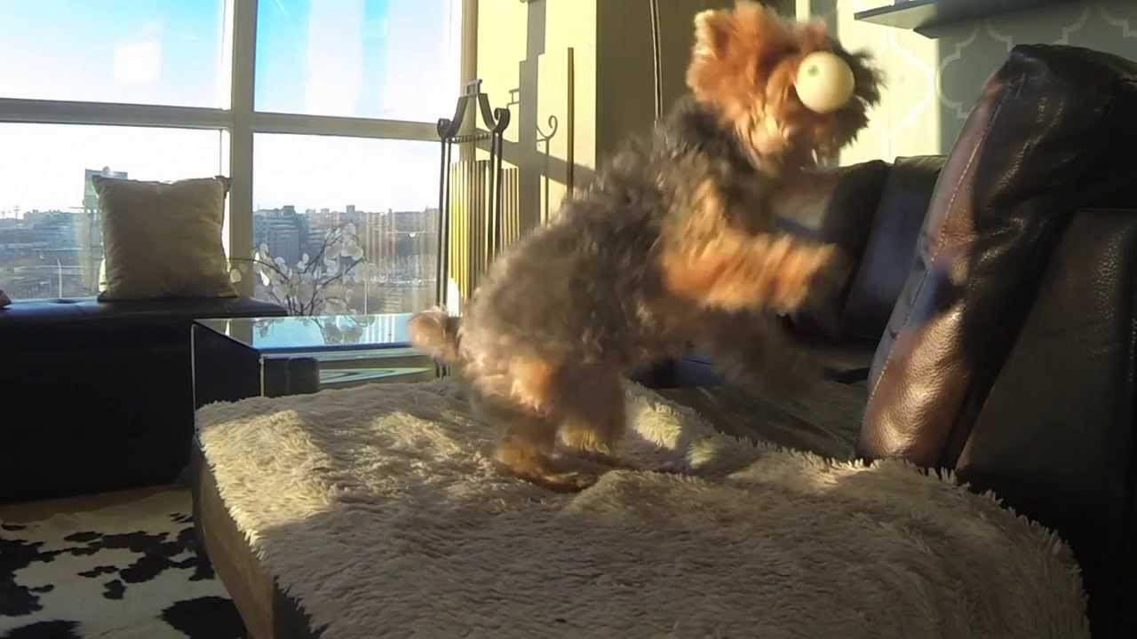 A Little Yorkie Will Never Give Up on Catching a Toy