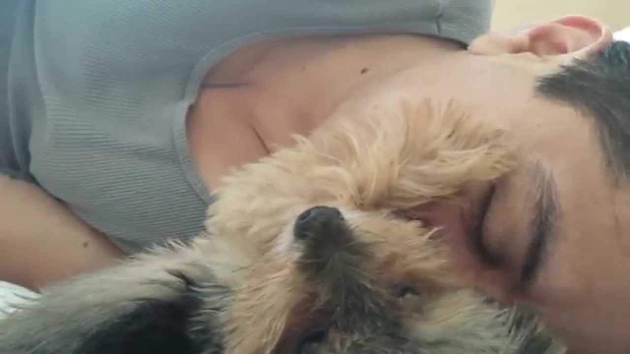 See Little Yorkie Rilo and His Pet Human