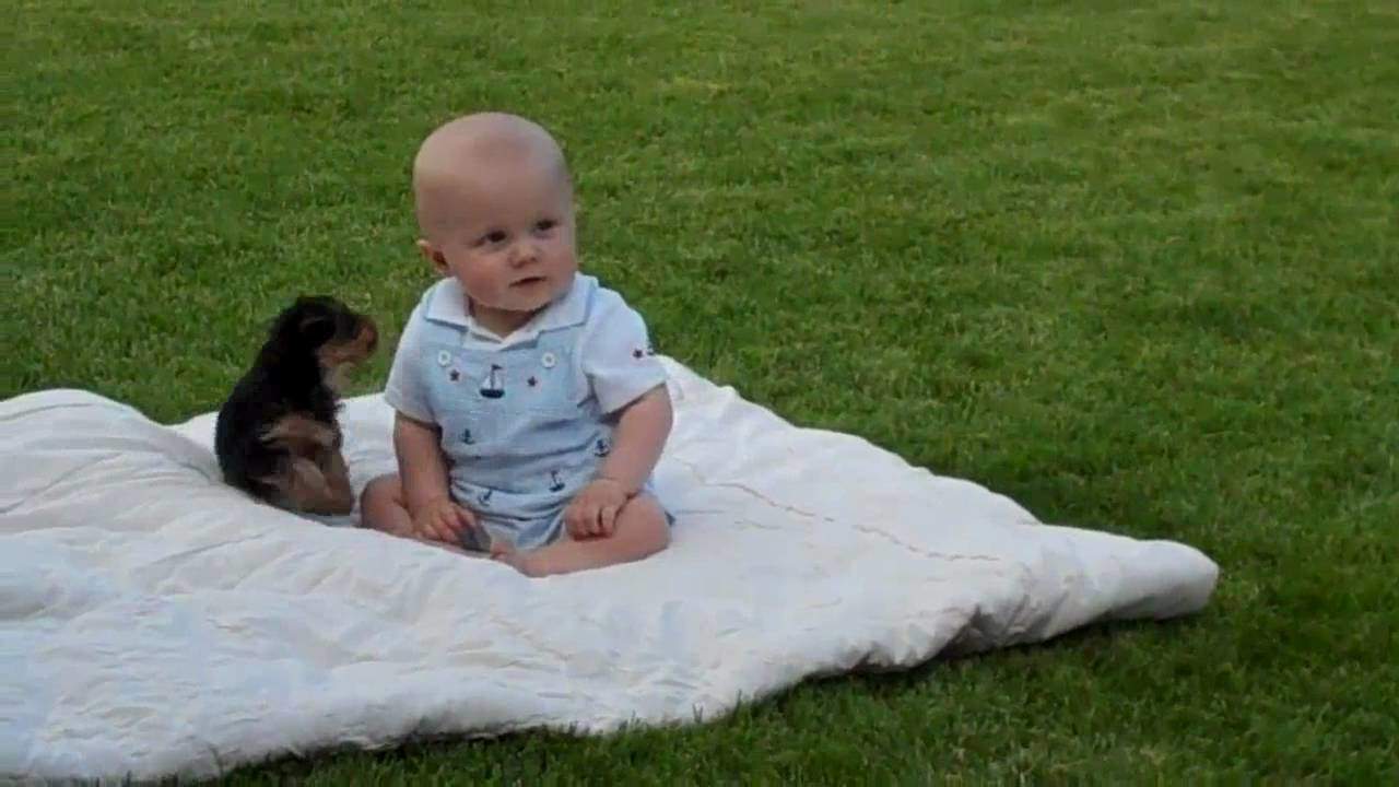 Who is the King of Cuteness in this Video? Baby or Yorkie?