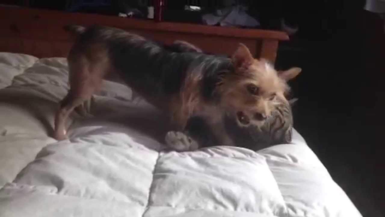 Yorkies’ Silly Tricks and Fun Antics Galore in this Video Compilation