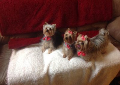 three yorkshire terriers