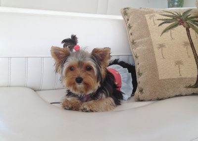 dressed up yorkie sitting on couch