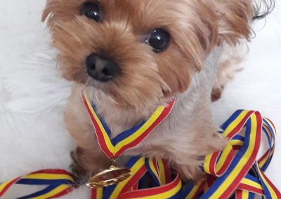 yorkie with medals