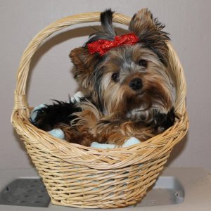 yorkie dog in a basket