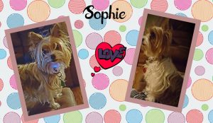 yorkie picture collage