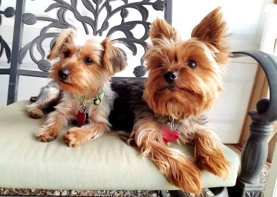 a pair of yorkie dogs
