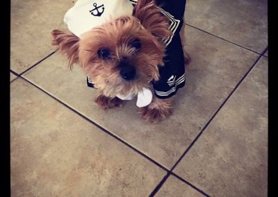 yorkie dog wearing sailor outfit