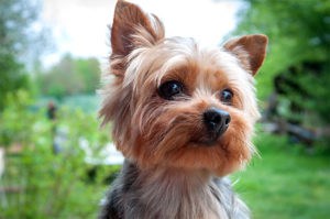 is the yorkie a good pet
