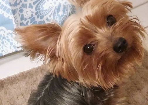 Grooming the Yorkshire Terrier – Tips and Tricks