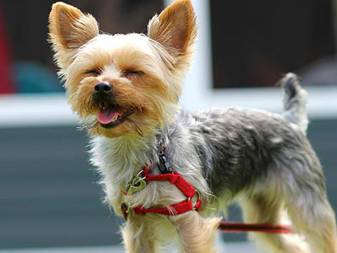 Training the Yorkshire Terrier