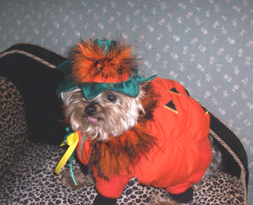 10 Halloween Costumes for Yorkshire Terriers