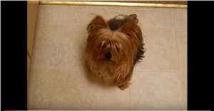 yorkshire terrier sings a song