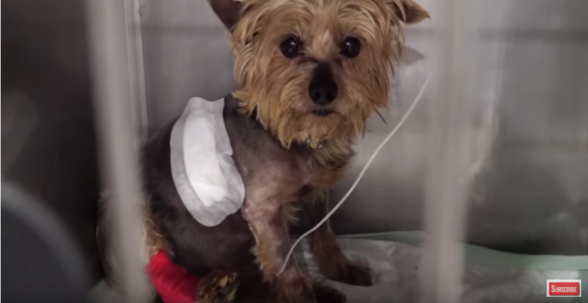 Yorkie’s Incredible Transformation After His Heartless Owner Kicked Him Like a Football