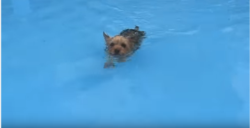 Yorkie Loves Swimming Pool!