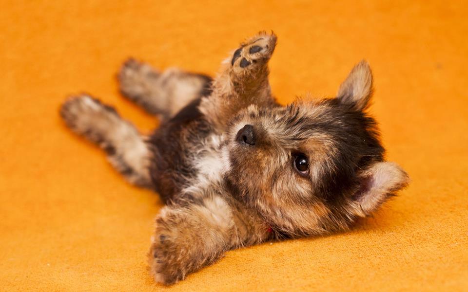 What You Need To Know About Yorkshire Terriers
