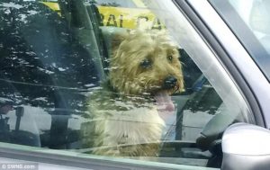 yorkshire terrier saved by cops inside a hot car