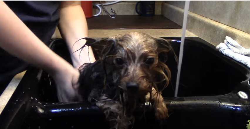 How To Properly Bathe Your Yorkie
