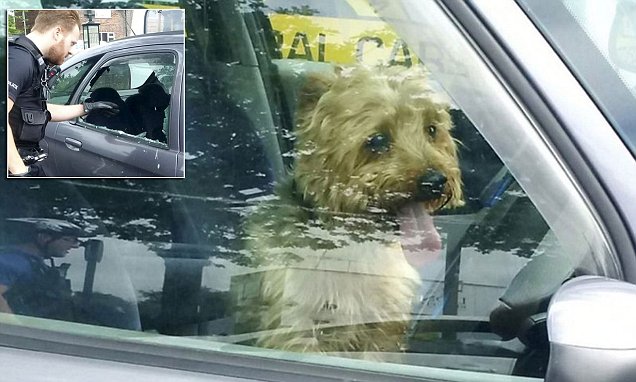 Yorkshire Terrier Saved by Cops after Being Trapped Inside a Hot Car