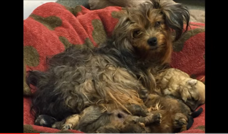 forgotten yorkshire terrier left alone for months