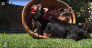 yorkie puppies playing in grass
