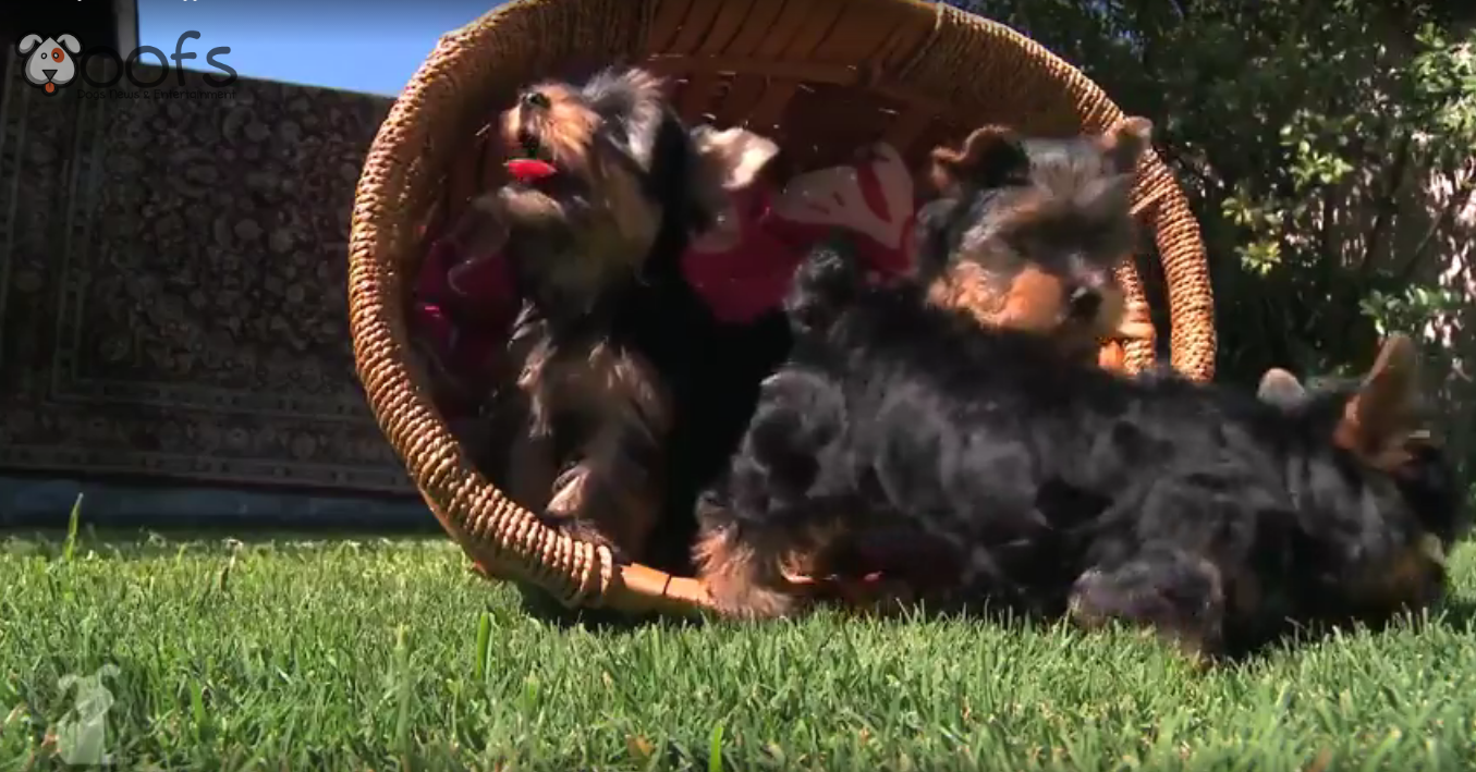 Yorkie Puppies First Time Playing in The Grass