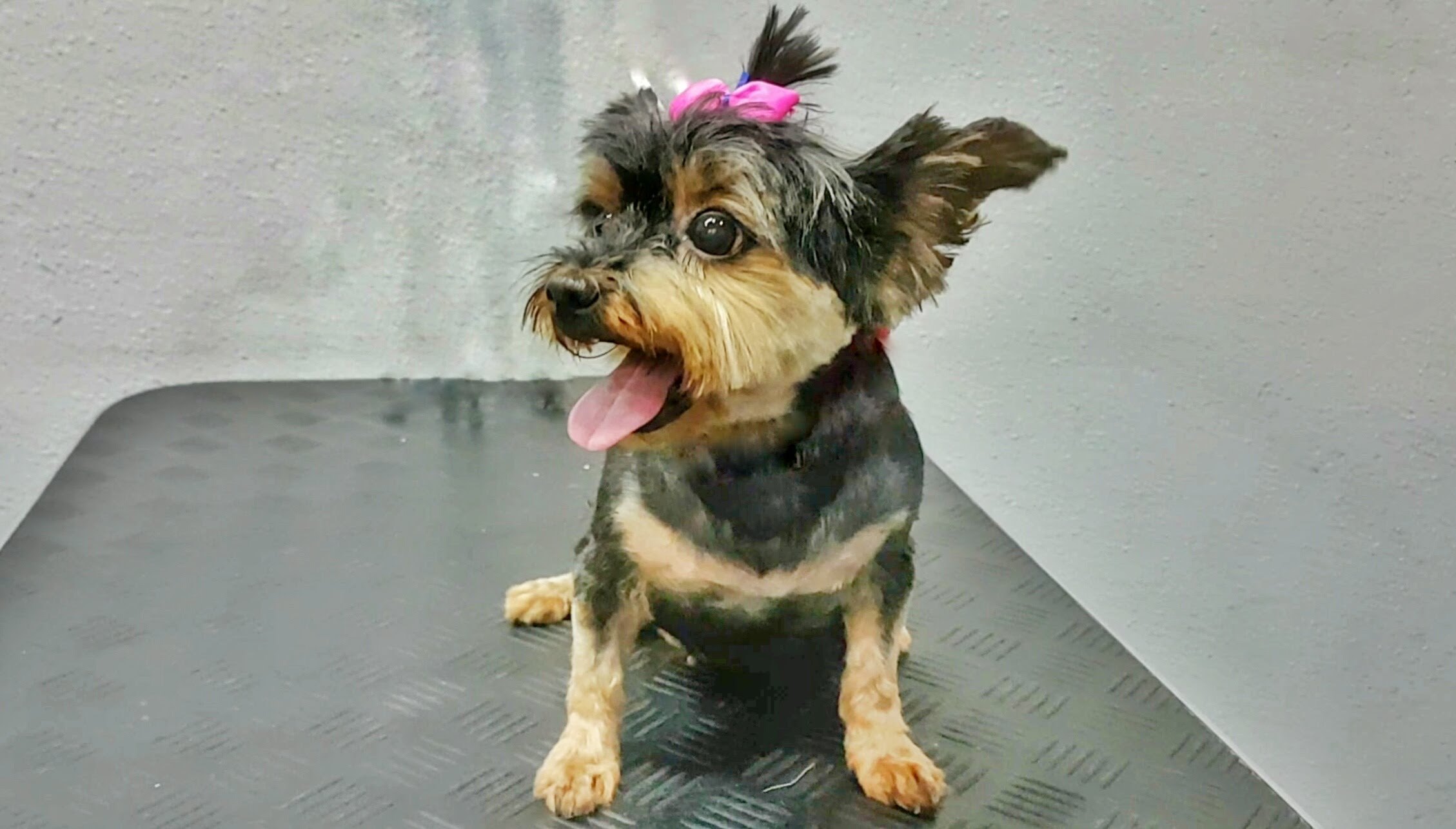 Giving Your Yorkie a Summer Cut