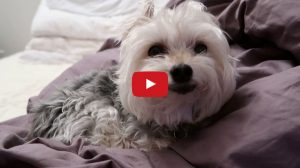 yorkie dog video