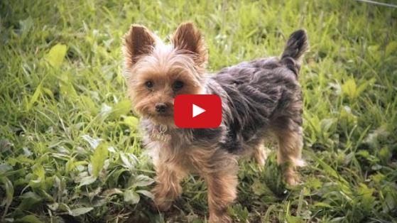 A Day In the Life of Piper the Yorkie