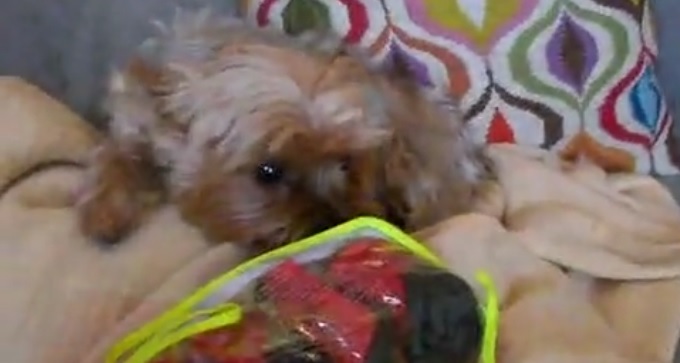 Beverly the Yorkie Gets New Boots!