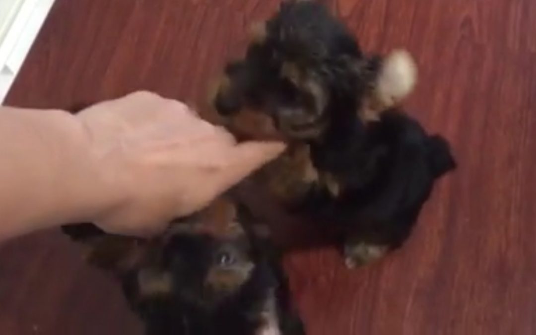 A Trio of Yorkie Puppies Playing Around