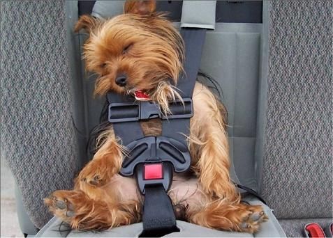 Cute Photos of Sleeping Yorkshire Terriers Caught in the Act