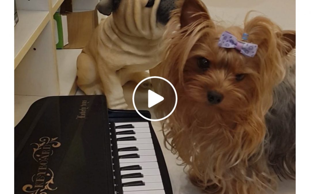 This Little Yorkie Can Play the Piano