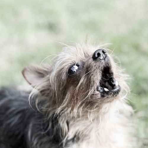 Types of Yorkie Barking