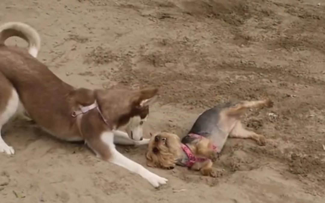 Yorkie Vs Husky – An Epic Battle of Cuteness