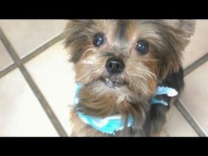 lost yorkshire terrier
