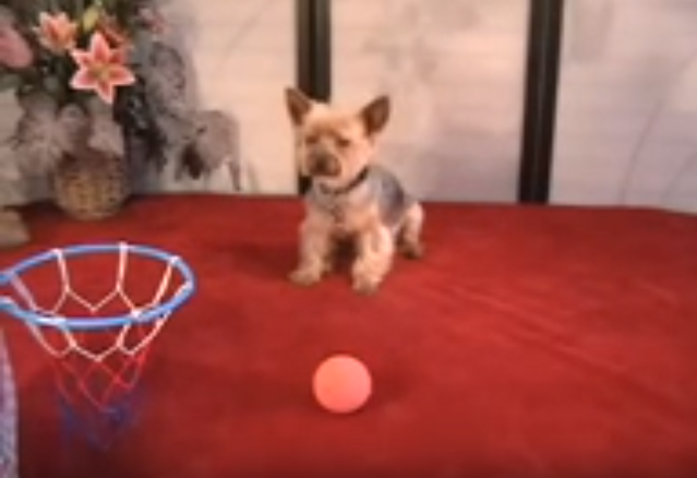 Jilli the Yorkie Does Some Awesome Dog Tricks