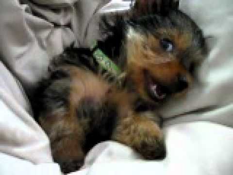 Cute Video of a Yorkie Not Ready to Get Out of Her Bed