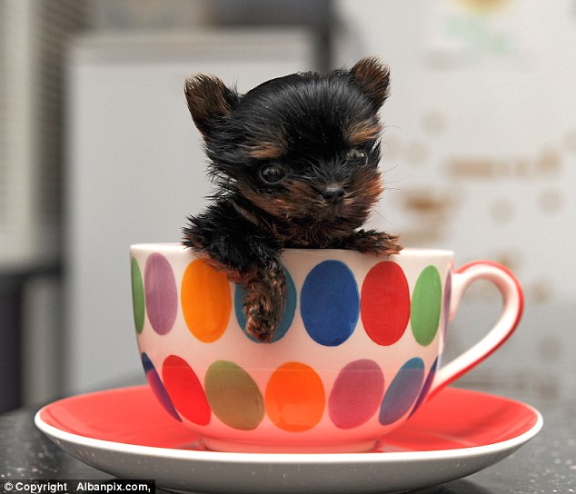 This Tiny Yorkshire Terrier Might Be the Smallest Puppy in the World!