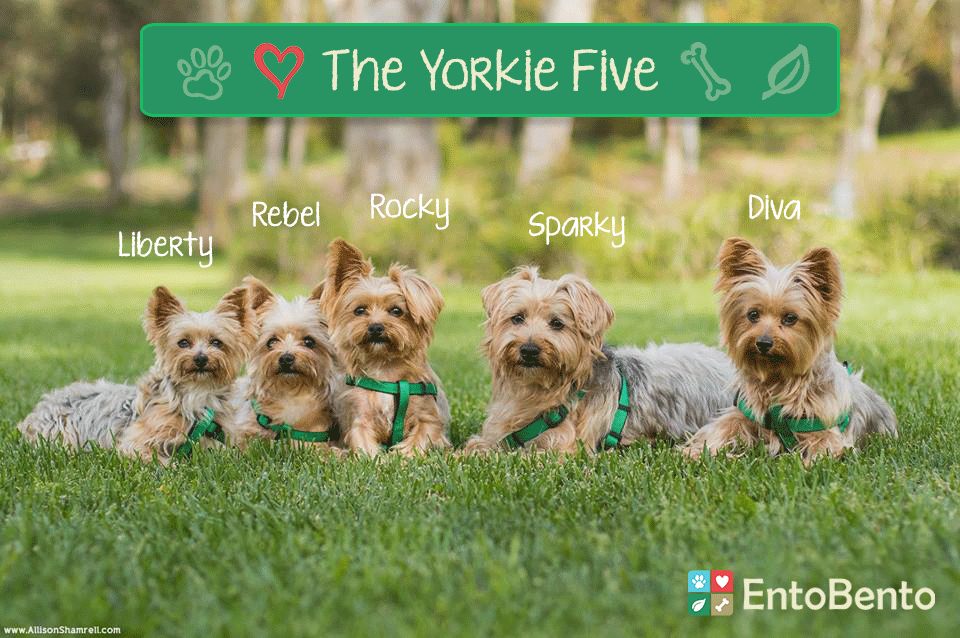 Move Over Jackson Five – Here Comes the Yorkie Five!