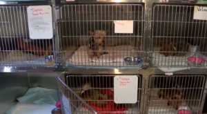 yorkie overload in local shelter