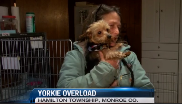 Local Shelter Overloaded with Yorkies