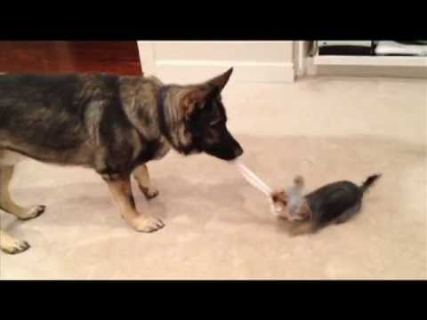 Yorkie and German Shepherd Plays Tug of War