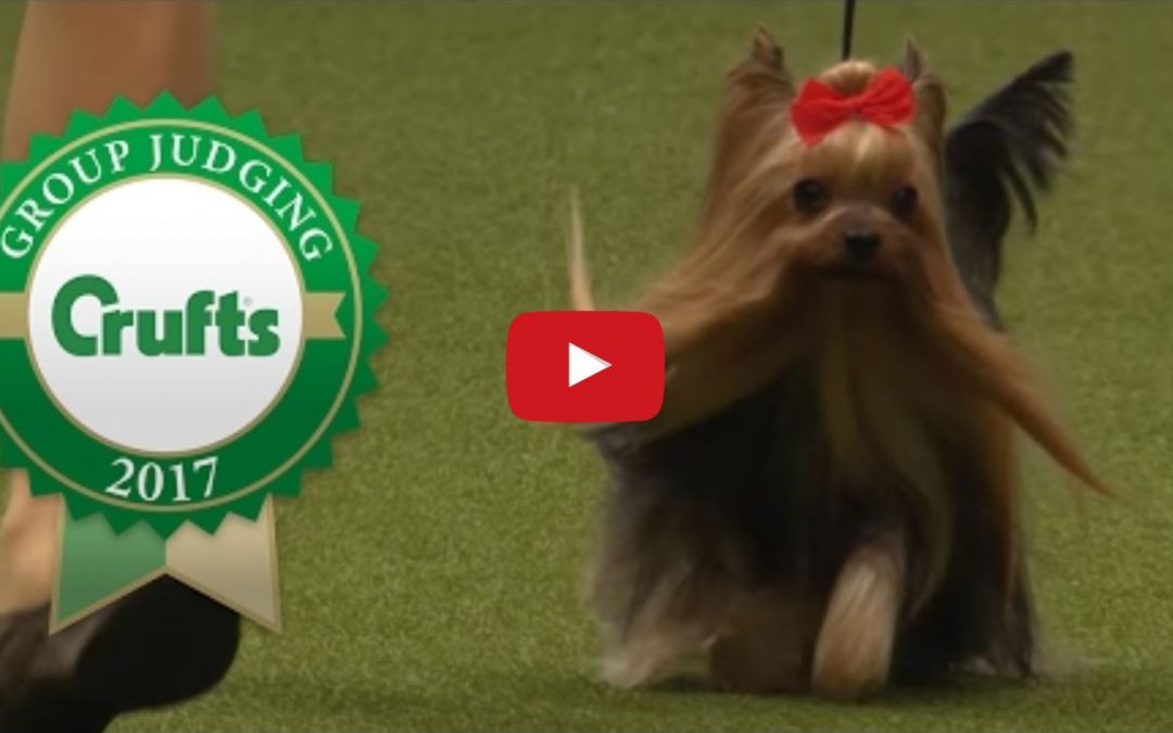 Japanese Yorkie Wins at Crufts 2017